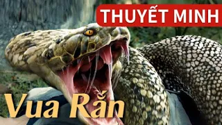 [Thuyết Minh Tiếng Việt] Vua Rắn 2021 | Đại họa rắn ập đến, hấp dẫn không thể bỏ qua