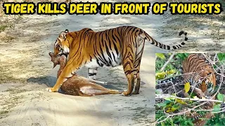 Tiger kills Deer in front of tourists and drags it on road in Jim Corbett Jhirna Zone Safari
