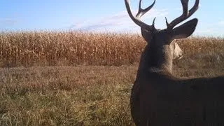 Buck plays dead, gores hunter!!!