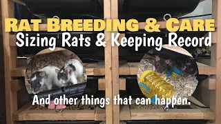 Rat Breeding and Care | Sizing Rats and Keeping Record + other things that can happen when breeding