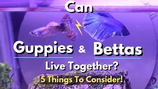 Can Guppies And Bettas Live Together? 5 Things To Consider!