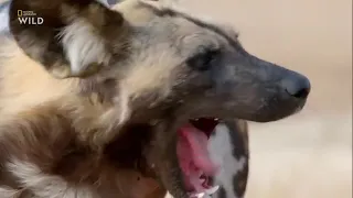 Выживание Африканских гиеновых собак