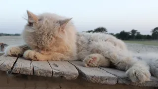 The abandoned Cat, crying In Desert, was taken home and carefully nurtured to grow.❤️