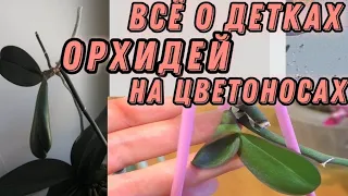 Из одной орхидеи сразу несколько очень быстро! Отделить, посадить и ухаживать.  Детки с цветоноса.