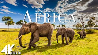 Amazing Wildlife Of Africa in 4k  - Scenic Relaxation Film With Calming Music -  4K Video Ultra HD