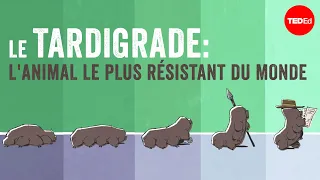 Le tardigrade, la créature la plus coriace sur Terre - Thomas Boothby