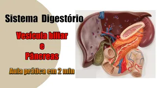 Sistema Digestório - Vesícula biliar e Pâncreas - Anatomia Humana