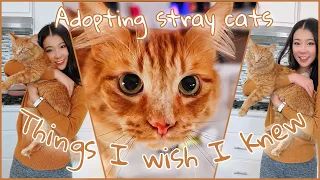 A stray cat followed me home| Things to know before adopting a stray cat| We Rescued a Stray Cat