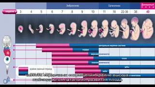 Первые скрининги при беременности: УЗИ и биохимия крови