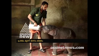 New guest in Kottoor Elephant Rehabilitation Centre
