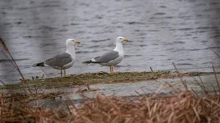 Чайки Хохотуньи