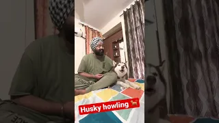 My #husky #howling 😍 | best #dog howling videos 2022  #jbjhanceboyz #comedy #viral  #funny