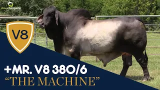 +Mr. V8 380/6 "The Machine" at 11 Years Old - Brahman Bull from V8 Ranch