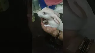 My cute bunny Golu's bath time😃🐰