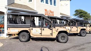 Wild Beach Horses - Wild Horse Adventure Tours in Corolla, Outer Banks, North Carolina