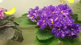 Exhibition of violets