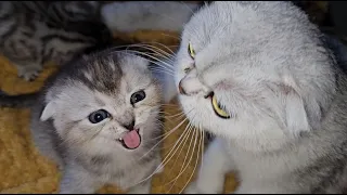 Kitten loves to command and be the head of the family