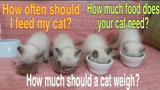 HEALTHY HOMEMADE CAT FOOD RECIPE/ CAT IDEAL WEIGHT/HOW TO FEED CAT