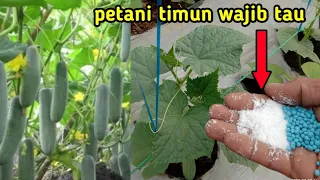 Pupuk Kedua Dengan 2 Pupuk Ini Timun Subur Dan Berbuah Lebat