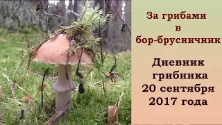 За грибами в бор-брусничник. Дневник грибника 20 сентября 2017 года