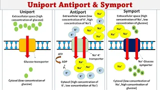 Uniport | Symport | Antiport | Membrane transport