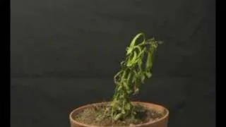 Plant dying time lapse