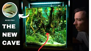 I Made a Nano Aquascape For *RARE* Tiny Freshwater Fish, Here's How!