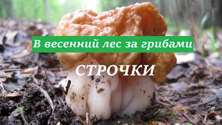 Сморчки, строчки. Собираем грибы в весеннем лесу.