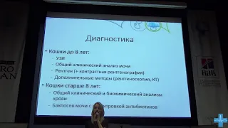 Инфекции мочевыводящих путей у кошек