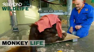 S6E15 | Silvestre Is Making Oshine’s Accurate Weigh-In Impossible! | Monkey Life | Beyond Wildlife