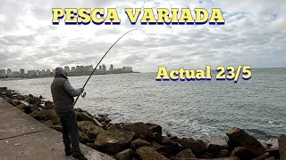 PESCA ACTUAL! MIRA COMO VIENE LA VARIADA EN LA COSTA 23/5