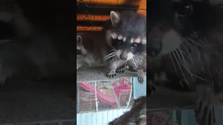 бандитники #енотилюша #помощьбездомнымживотным #ямыилюша #raccoon