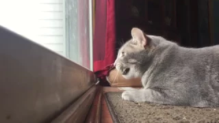 My cat mumbles to himself while hunting birds on the patio.