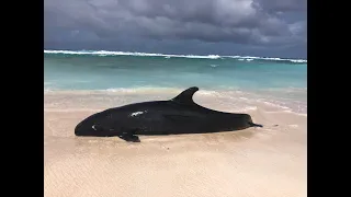 Guam Whale Stranding