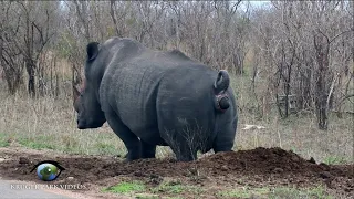 White Rhino Marking His Territory | Kruger Park Sightings
