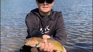 Fly Fishing An Alpine Colorado Lake For Cutthroat Trout