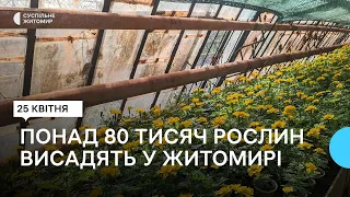 Понад 80 тисяч рослин висадять на квітниках Житомира