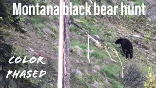 Montana black bear hunt (beautiful color phased)
