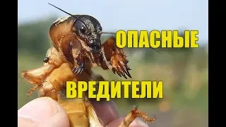 ЗНАТЬ ВРАГА НУЖНО В ЛИЦО. ТОП 10 САМЫХ ОПАСНЫХ ВРЕДИТЕЛЕЙ САДА И ОГОРОДА