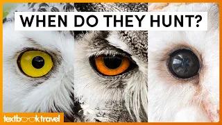 All 13 Birds of Prey & What Makes Them Incredible