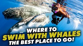 The Ultimate Guide to Whale Swimming in Vava'u, Tonga