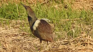 American Bittern doing his mating call and smooth dance