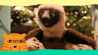 Zoboomafoo - The Nose Knows (Full Episode)