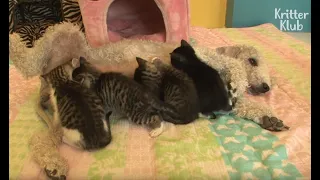 A Dog Became A Mom Of Kittens After Losing Her Puppies | Kritter Klub