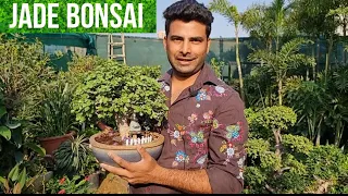 JADE BONSAI & MANY PLANTS FOR ALL  | GARDENING  TIPS |