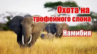Охота на трофейного слона | Намибия (RUS)