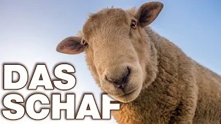 Das Schaf - Anatomie und Biologie | Alternative Fakten fürs Referat | Parodie