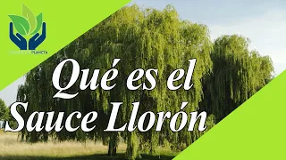 Sauce llorón: historia, tipos, características, leyenda...