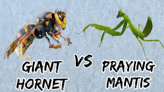 giant hornet vs praying mantis  brave vs brave