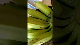 olha o tamanho desse cacho de banana 😋#vidanaroça #roça #vidanocampo #vlog #vlogs